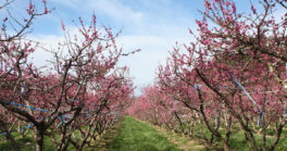 AGRICULTEURS : Des aides pour vos engagements environnementaux et climatiques